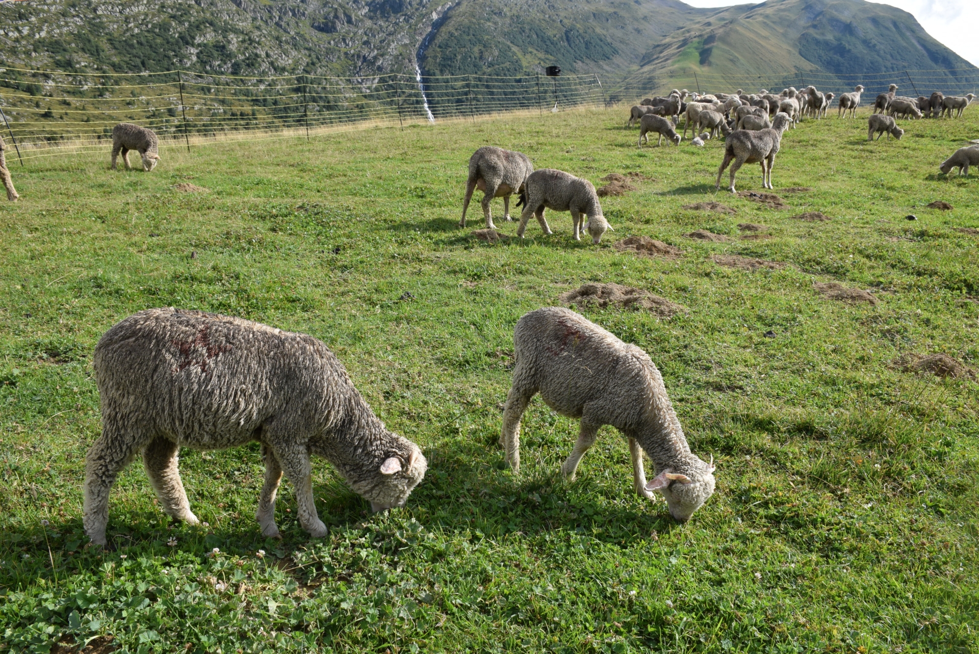 PAC : l'aide ovine en recul, les autres aides animales stables  