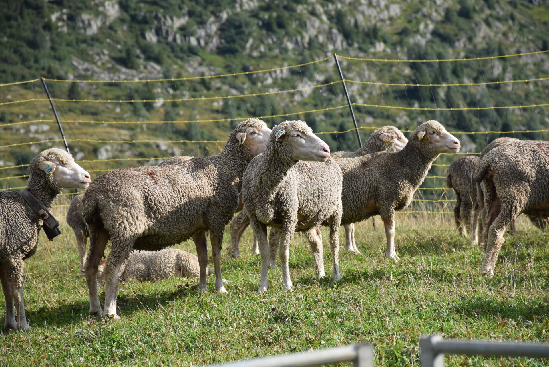 Estimation du volume de laine dans les élevages