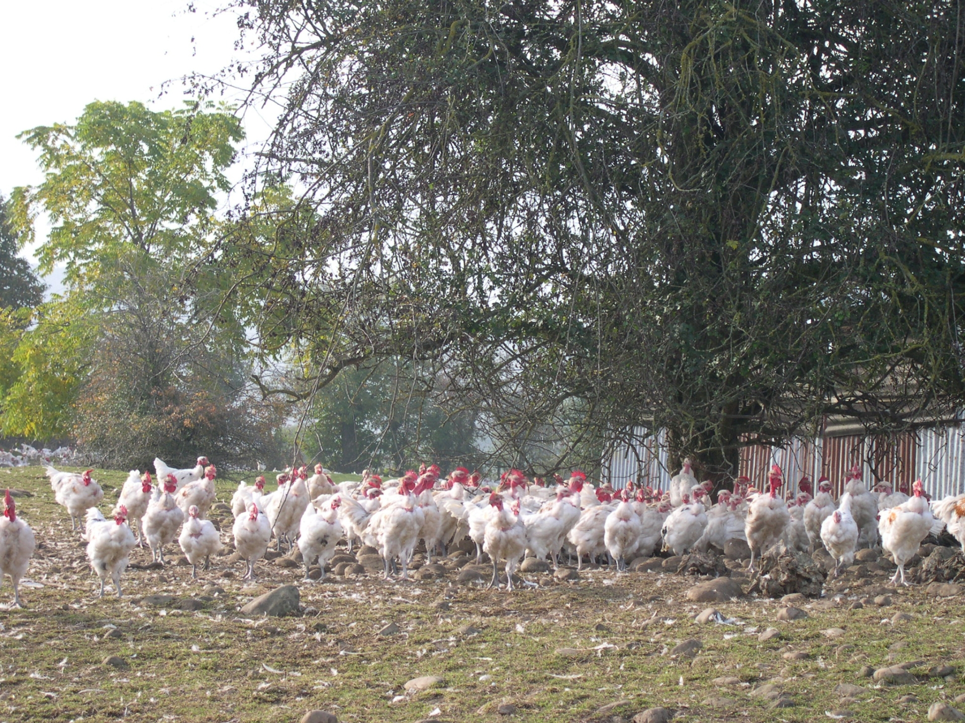 Influenza aviaire : la France de retour au niveau de risque « négligeable »