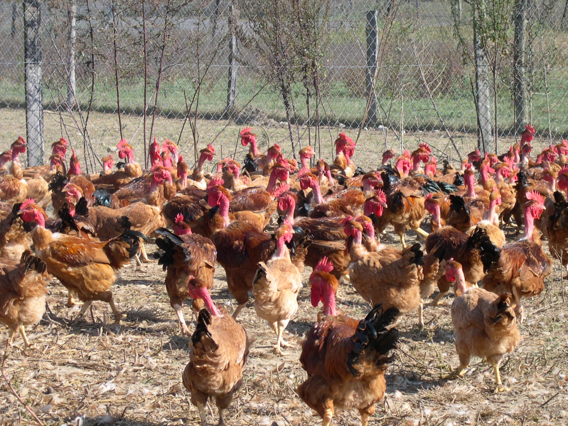 Grippe aviaire : la vigilance reste de mise