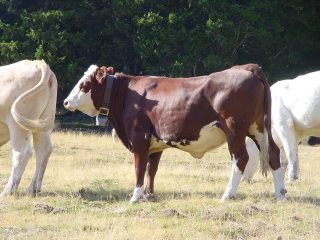 La marque C'est qui le patron ?! en top des ventes de lait et de beurre