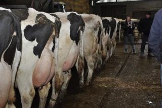 Lait : 100 fermes expérimentent une alternative aux antibiotiques à base de plantes  