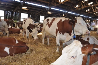 Environ 13 000 élevages toucheront 20 M€ d'aides Covid 