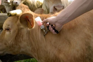 L'exposition des animaux « stable voire en légère augmentation » selon l'Anses