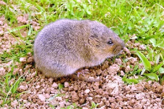 Rats taupiers : l'autorisation du Ratron prolongée sur le mois de mai