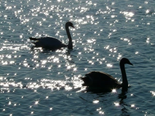 Influenza aviaire : un cas détecté dans la faune sauvage sur un cygne à Brangues