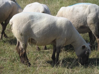 Modalité d’abattage des animaux lors de l’Aïd al-Adha