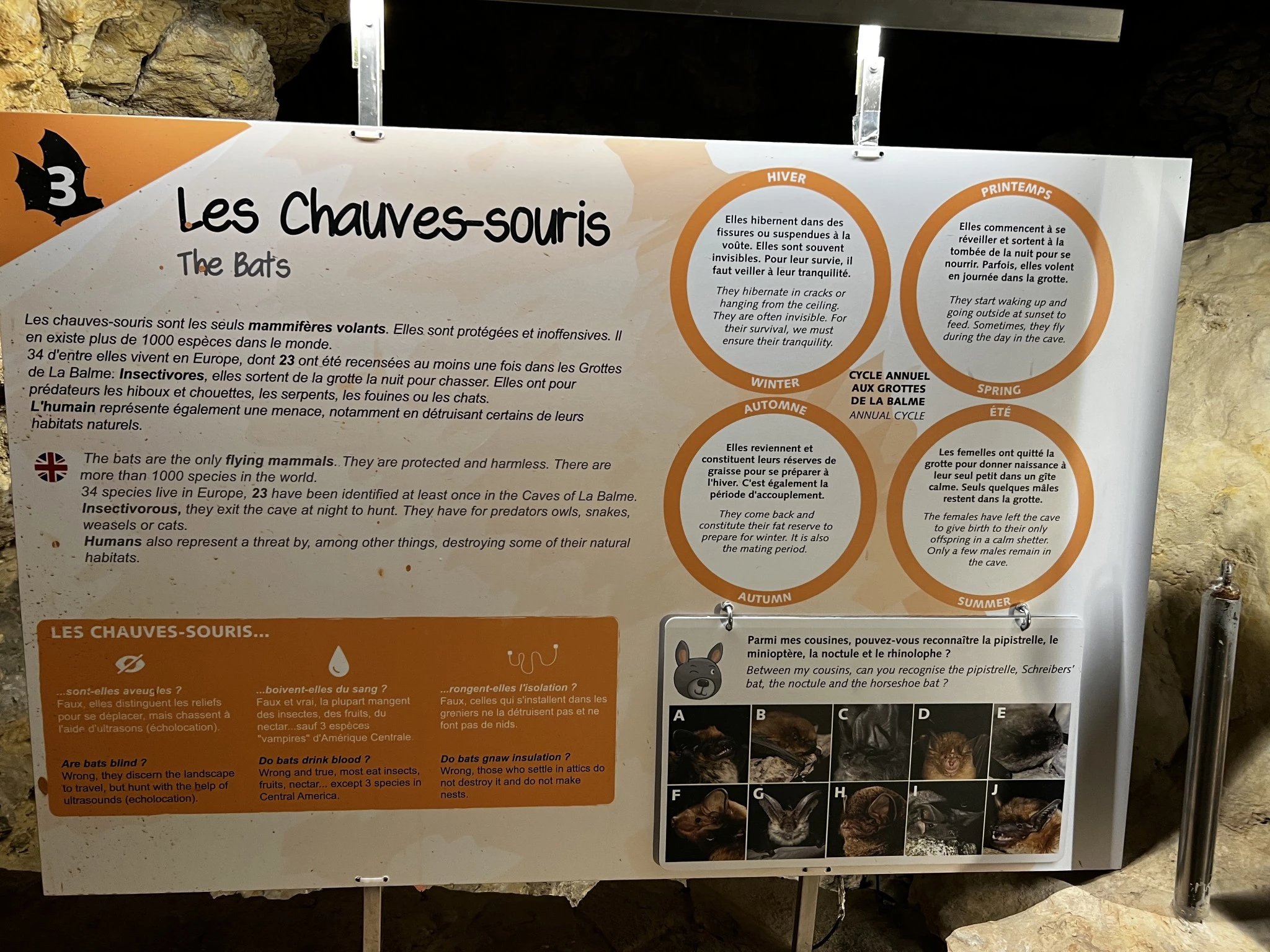 Les chauves-souris