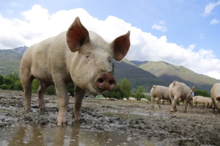 Porc : nouvelles souches de PPA en Chine, des vaccins illégaux suspectés