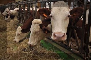 Soja importé : volailles et bovins absorbent plus de 90 % des volumes
