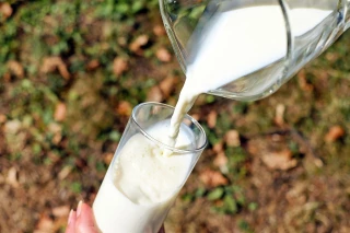 Lait de montagne hors AOP : les pistes d'élus pour éviter la déprise