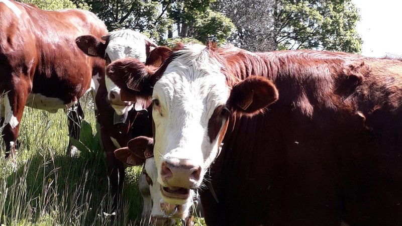 Brucellose bovine en Haute-Savoie : le troupeau abattu, la Conf’ demande des dérogations  