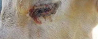 La dermatose nodulaire présente en Savoie