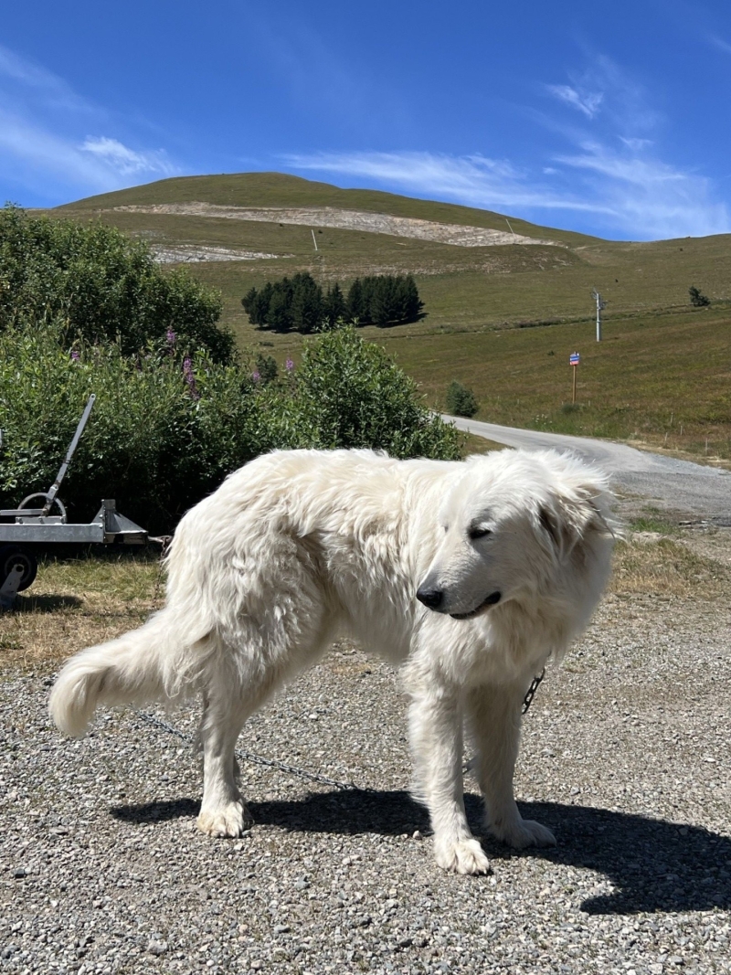 Si les loups sont là, les patous aussi