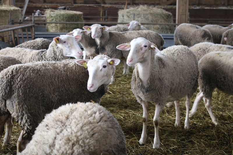 La production ovine en Isère