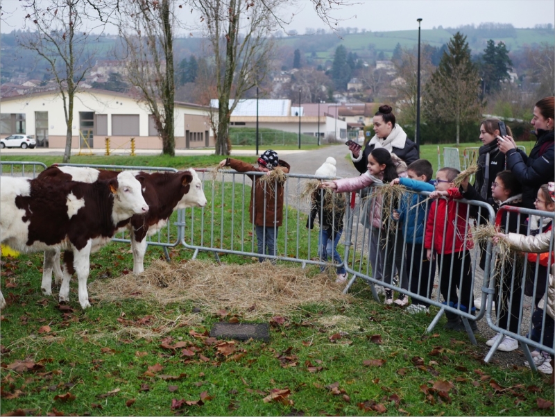 Des jeunes enfants admirent des génisses.